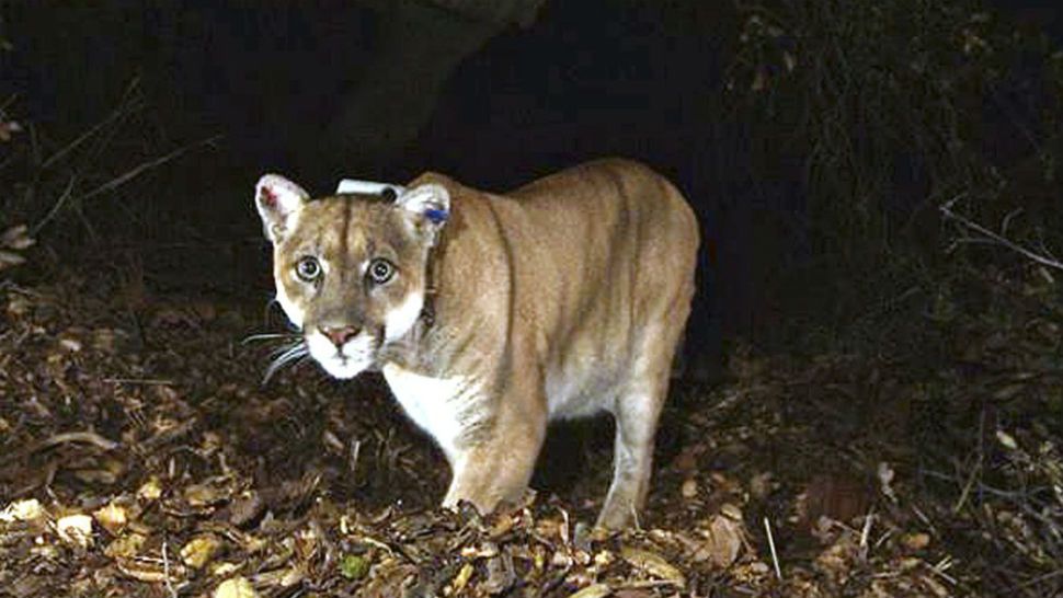 FILE - This November 2014 file photo provided by the U.S. National Park Service shows a mountain lion known as P-22, photographed in the Griffith Park area near downtown Los Angeles. Hoping to fend off the extinction of mountain lions and other species that require room to roam, California is building a mostly privately funded wildlife crossing over U.S. Highway 101 in Agoura, Calif. It will give big cats, coyotes, deer, snakes and other creatures a safe route to open space and better access to food and potential mates. The span will be the only animal overpass in a state where tunnels are more common. (National Park Service, via AP, File)