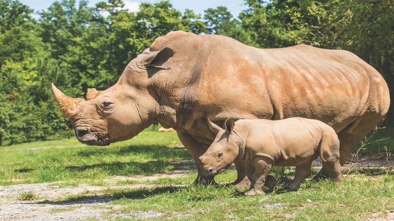 image of rhino baby