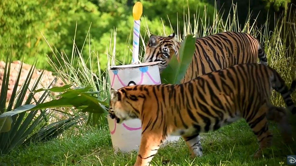 Anala and Jeda, the two tigers cubs born at Disney's Animal Kingdom, are celebrating their first birthday. (Disney)