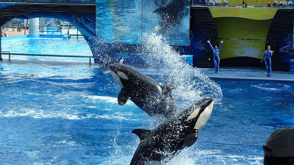 Photo of killer whales and trainers (Pixabay)