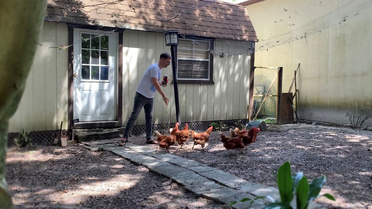 Michel Thibault feeds his seven chickens in his Seminole County backyard. Michel started his chicken coop during the pandemic. (Spectrum News/Asher Wildman)