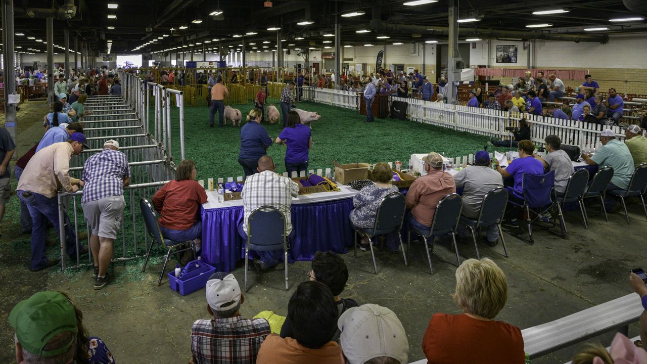 The show ring in the West Wing of the Kentucky Exposition Center draws a lot of interest when swine are shown at the Kentucky State Fair on Wednesday Aug. 22, 2018