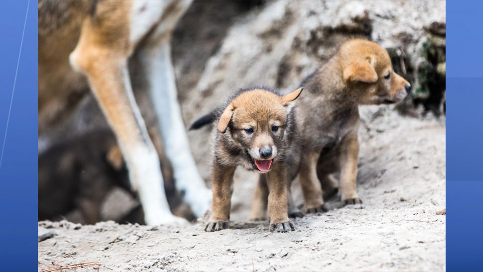 Four red wolf puppies born at ZooTampa in late April have been named after Florida locations: Conner, Yulee, Redington, and Boca. (ZooTampa)