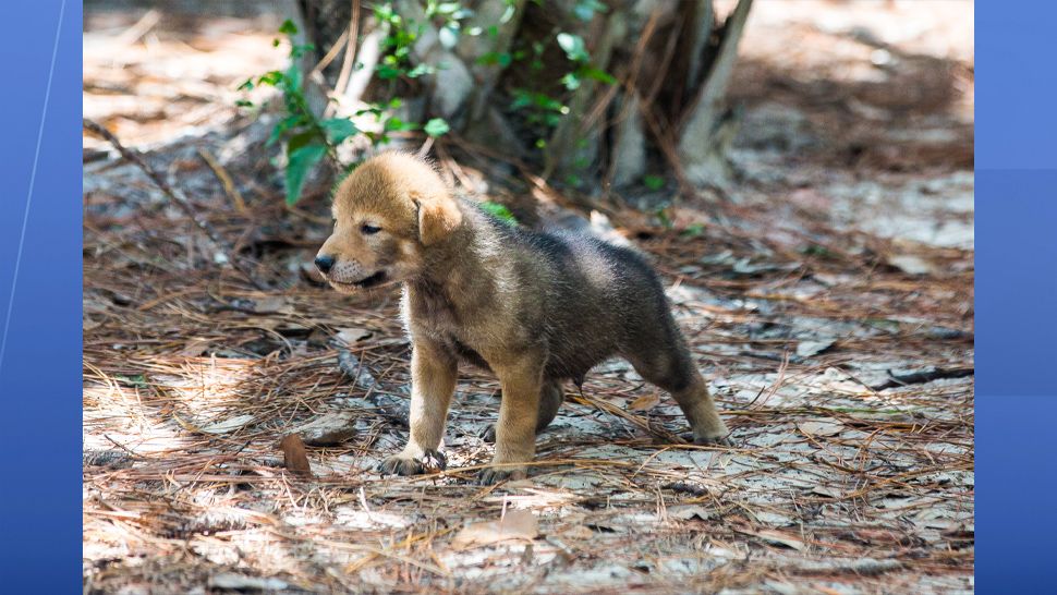 Four red wolf puppies born at ZooTampa in late April have been named after Florida locations: Conner, Yulee, Redington, and Boca. (ZooTampa)