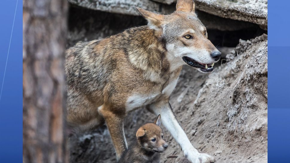 Four red wolf puppies born at ZooTampa in late April have been named after Florida locations: Conner, Yulee, Redington, and Boca. (ZooTampa)