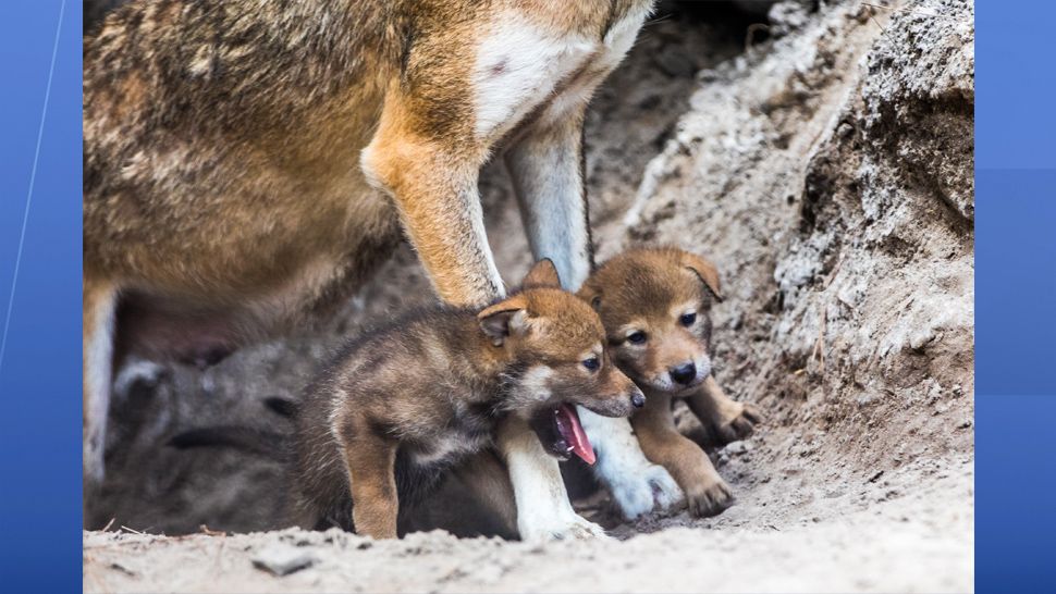 Four red wolf puppies born at ZooTampa in late April have been named after Florida locations: Conner, Yulee, Redington, and Boca. (ZooTampa)