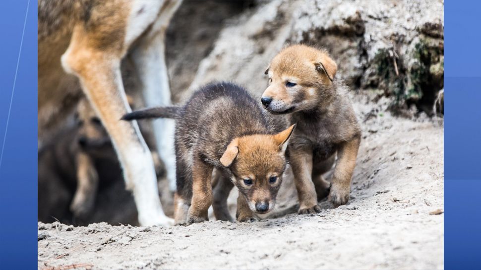 Four red wolf puppies born at ZooTampa in late April have been named after Florida locations: Conner, Yulee, Redington, and Boca. (ZooTampa)