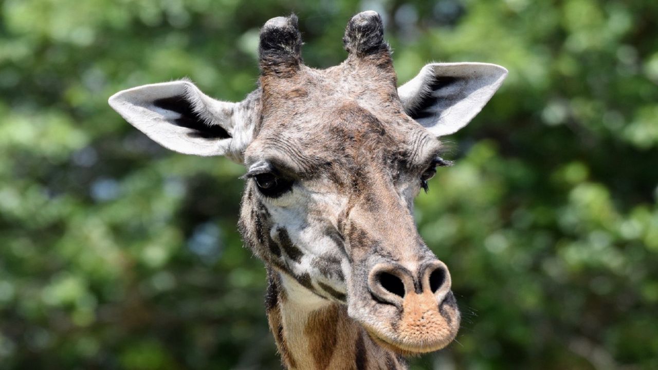 Louisville Zoo Announces Passing of Malaika, 23-Year-Old Giraffe