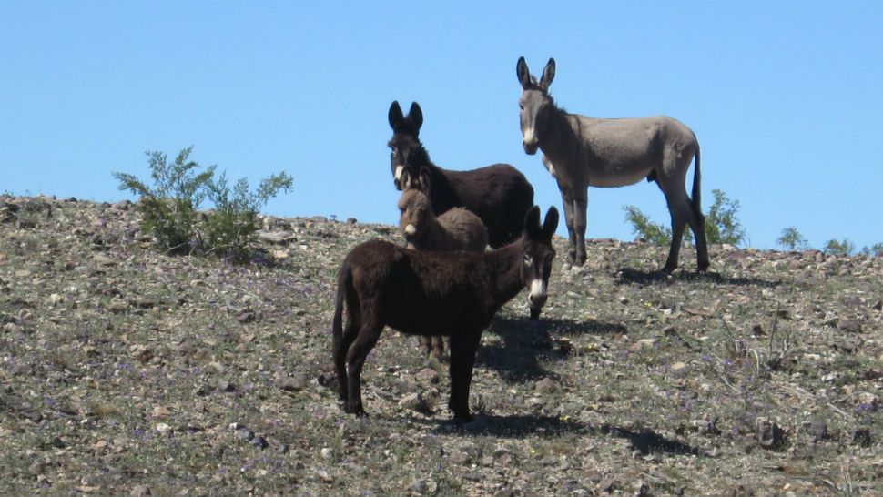 An investigation has been opened into the deaths of 42 wild burros in the Southern California desert. (Courtesy: U.S. Department of the Interior Bureau of Land Management. )