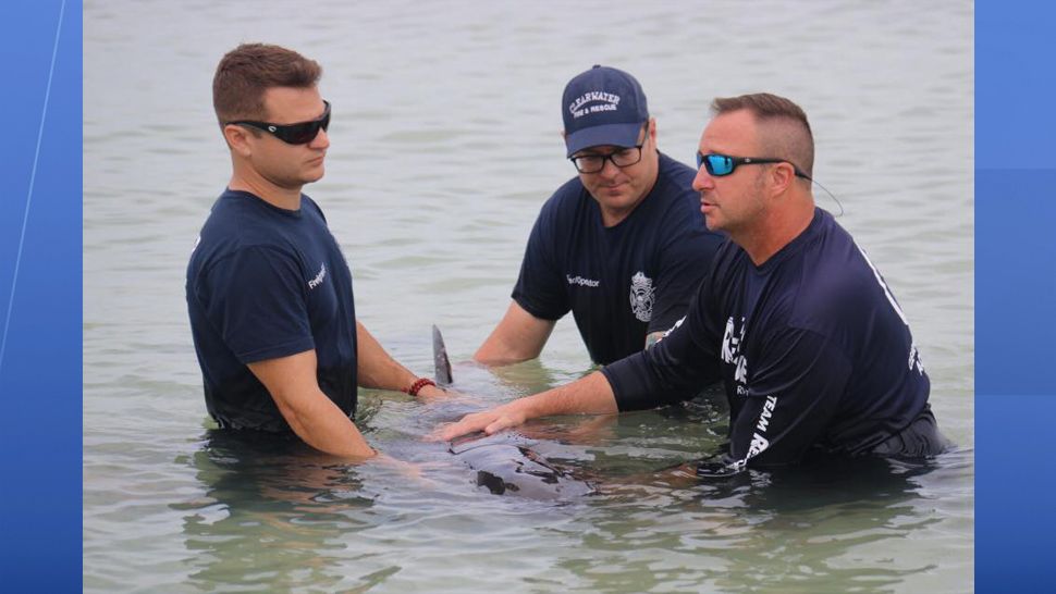 CMA volunteers and fire crews were out in the water trying to keep the whales calm while their vitals were being assessed. (Clearwater Fire and Rescue)