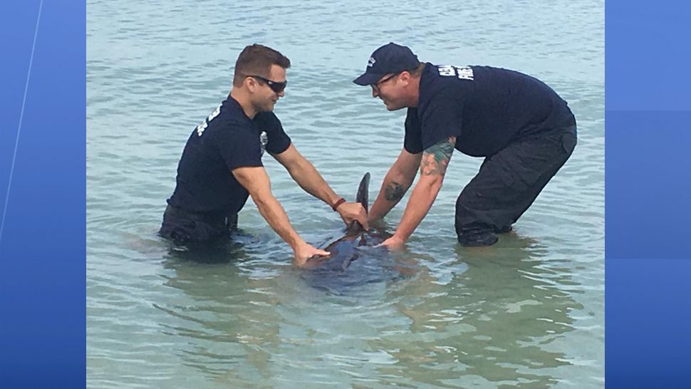 CMA volunteers and fire crews were out in the water trying to keep the whales calm while their vitals were being assessed. (Clearwater Fire and Rescue)