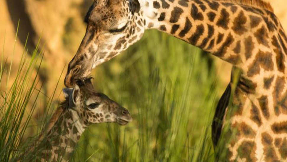 Aella, a baby giraffe born at Disney's Animal Kingdom, has made her debut at the park's Kilimanjaro Safaris attraction. (Disney)