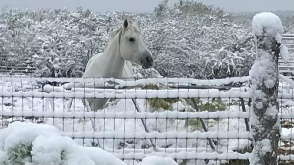 A horse named Star almost blends in with the snow that fell the winter of 2017 in Freer, Texas. (Courtesy: Ashley Adami and Lea Adami Lee)