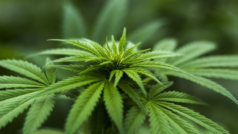 Photo of a marijuana plant (Pixabay)