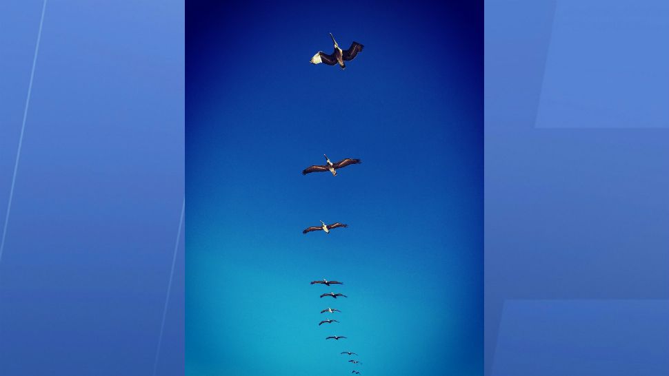 Sent to us via the Spectrum News 13 app: A flock of pelicans flies under blue skies over remote Playalinda Beach in Titusville on Thursday. (Laz Novoa, viewer)