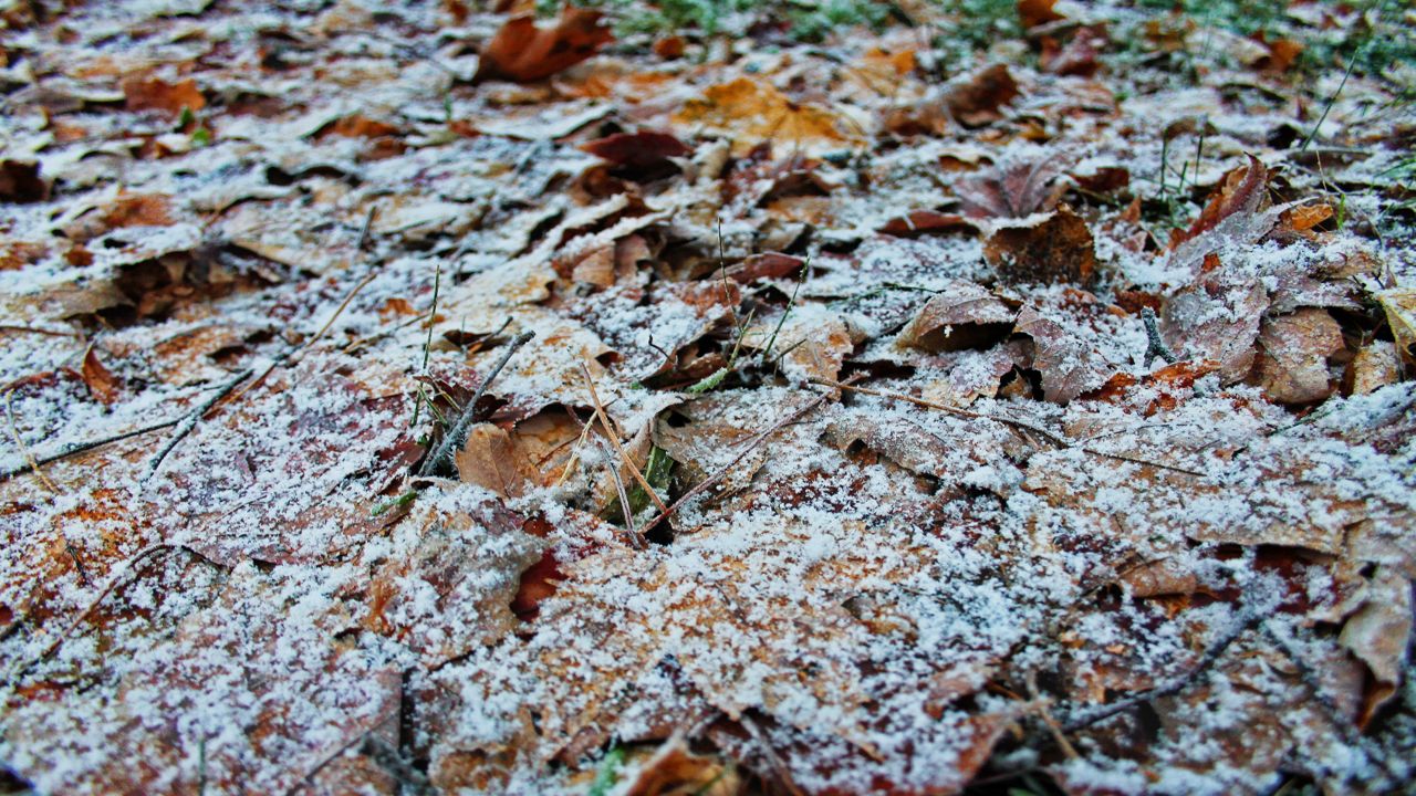 snowy leaves