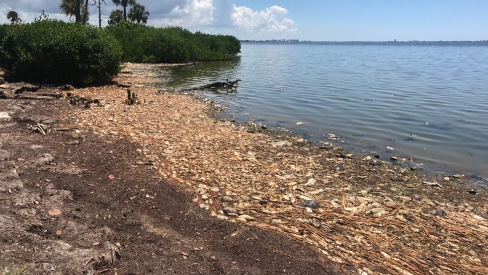 Manatee officials declare red tide state of emergency