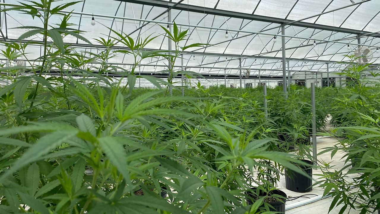 Treadwell Farms greenhouse bursts with plants, from which oil will be extracted for various products. (Spectrum News 13)