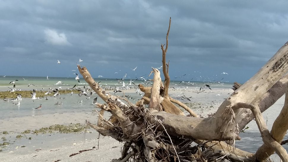 Submitted via Spectrum Bay News 9 app: Just a very nice day at the beach on Friday, September 20, 2019. (Photo courtesy of Debbie G., viewer)