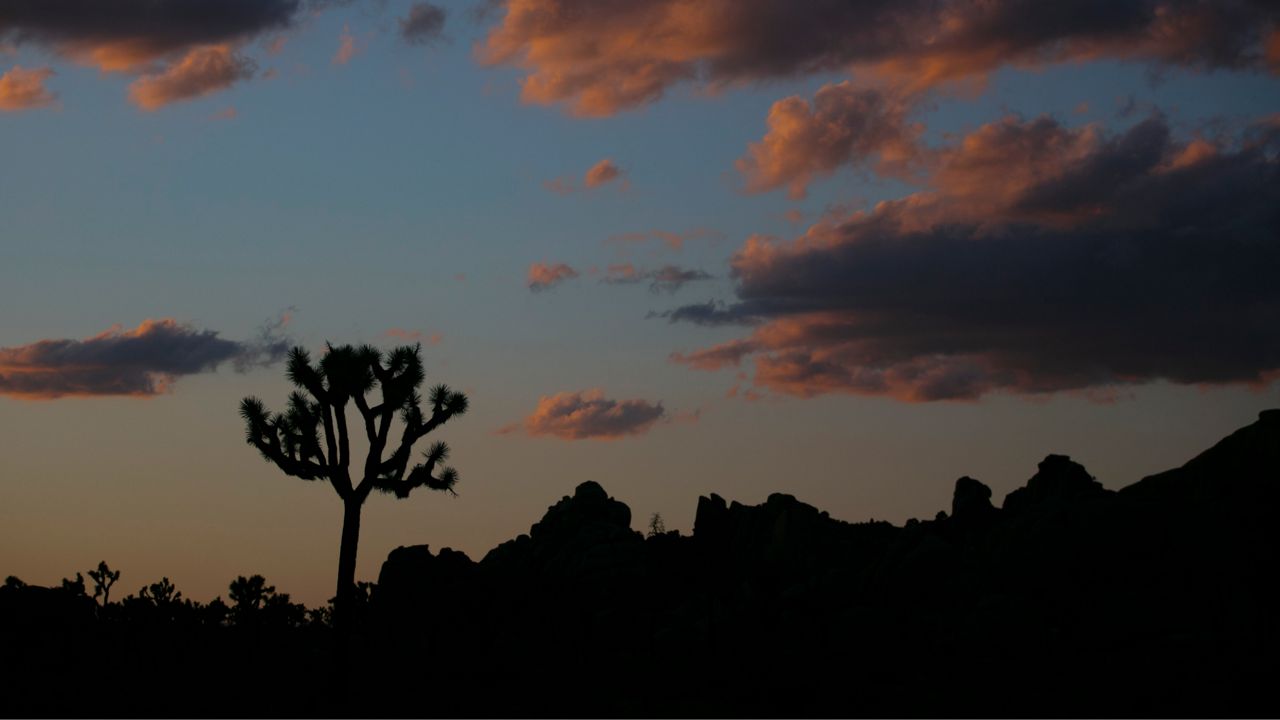 In this May 19, 2020, file photo a Joshua tree is silhouetted against the sky at Joshua Tree National Park in California. (AP Photo/Jae C. Hong)