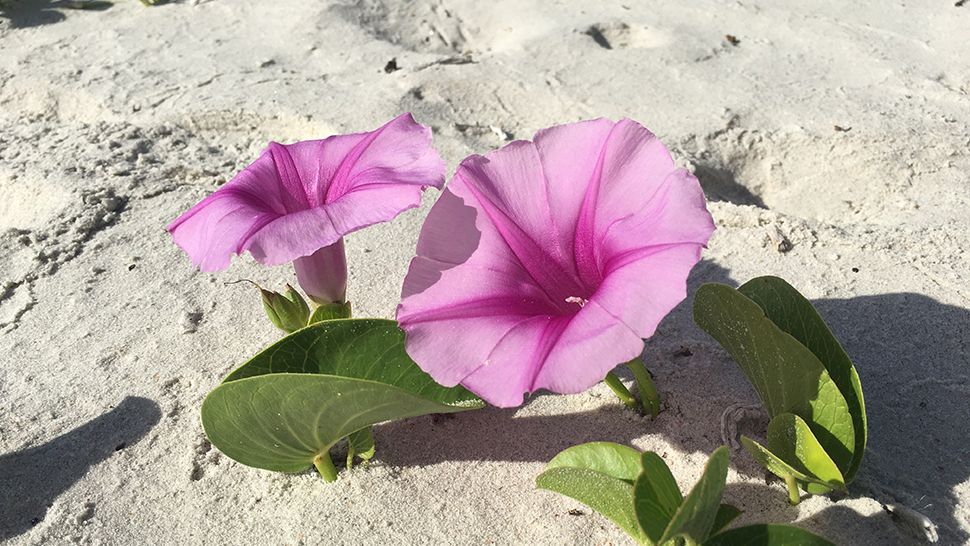 These pretty pink flowers were seen spread out in parts of Daytona Beach. (Anthony Leone, staff)