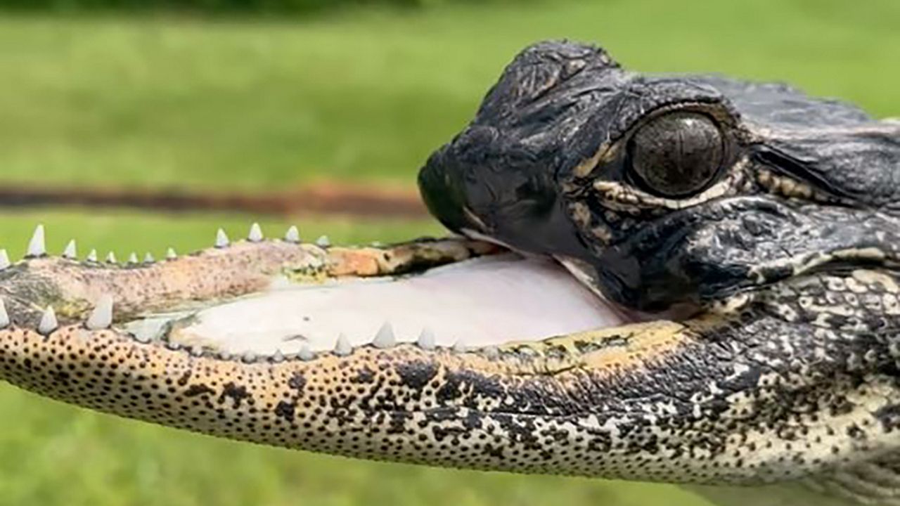 Gator hunters need to tell if prey is really dead