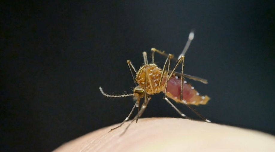 West Nile Virus Found in Two Louisville Zip Codes