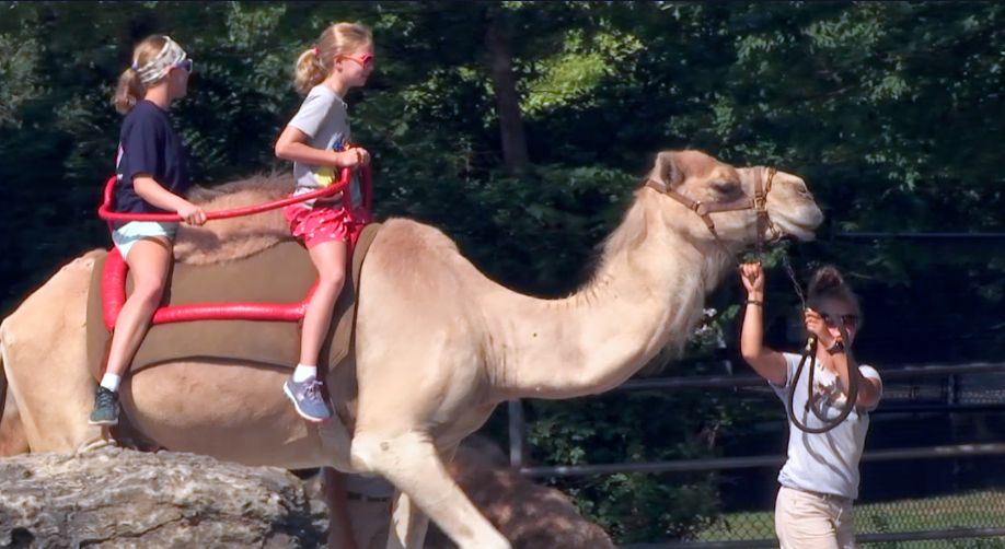 Virtual Learning Program Offered by Louisville Zoo