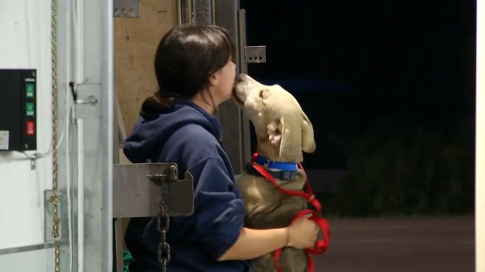 SPCA Serving Erie County 19 new furry friends