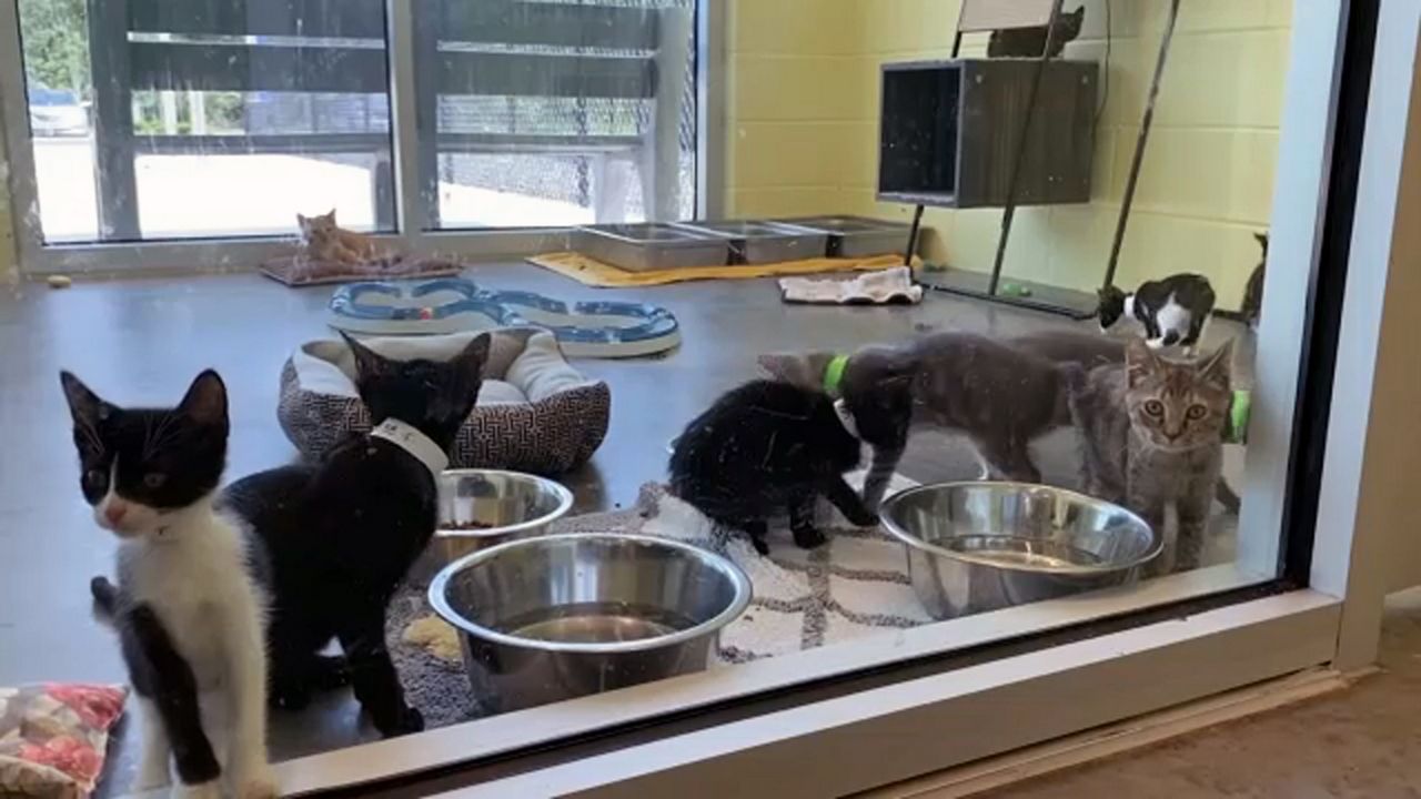 Cats, dogs free to adopt at Lake Animal Shelter in September