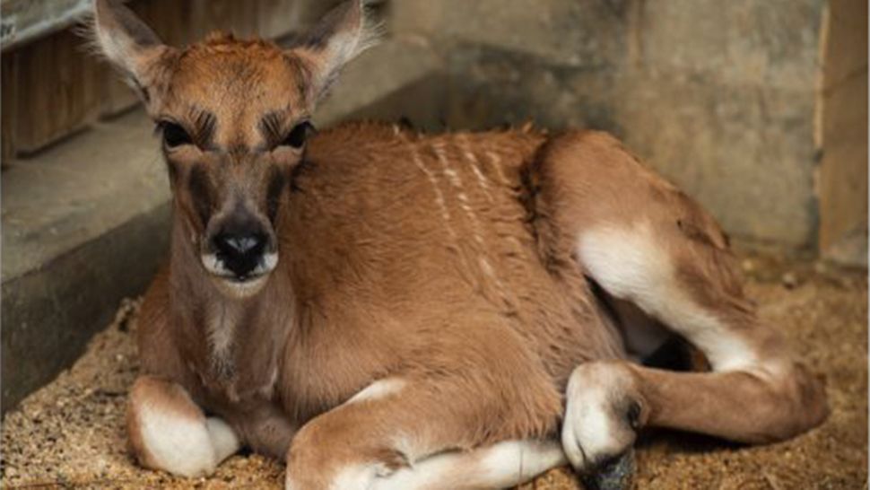 A baby eland was born at Disney's Animal Kingdom on September 4. The calf has been named Doppler. (Courtesy of Disney Parks)
