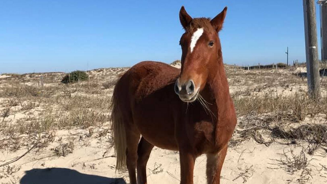 Horse