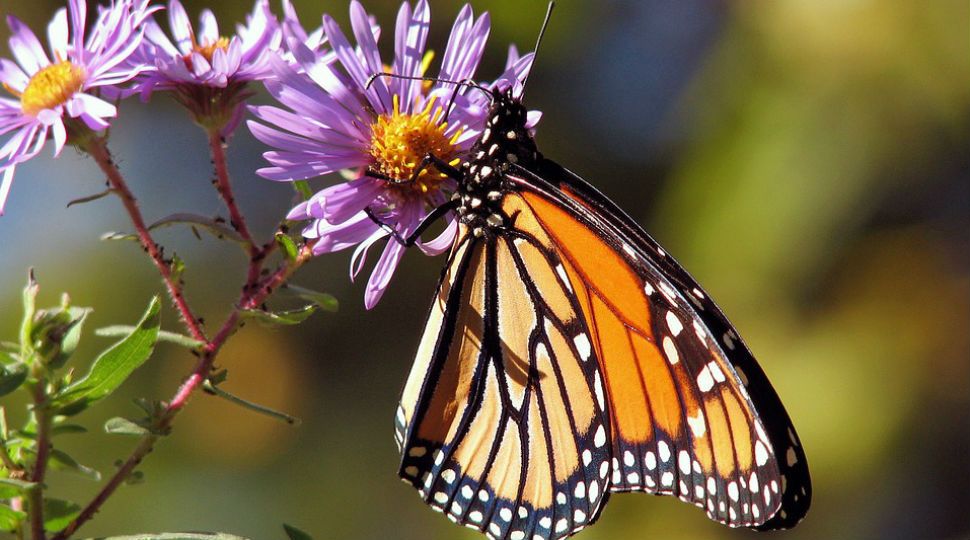 A monarch butterfly on a flower (Stock image)