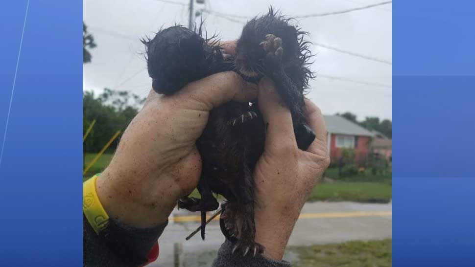 Daytona Beach Police provided this photo of the two kittens rescued by officers during Hurricane Dorian. (Courtesy of Daytona Beach Police Department)