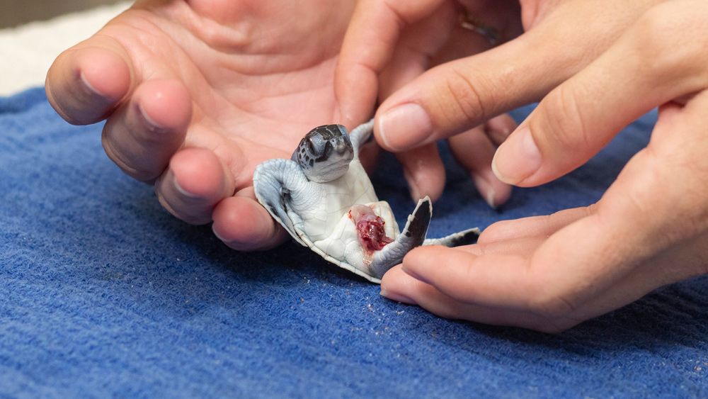 A staff member at Brevard Zoo's Sea Turtle Healing Center cleans a hatchling with a damaged yolk sac. Some 20 premature hatchlings were brought to the center this week. (Brevard Zoo)