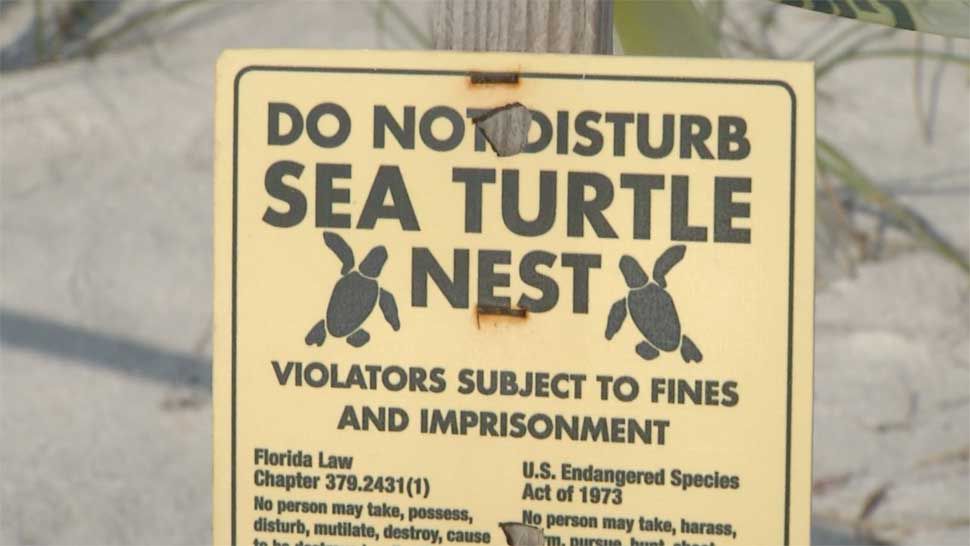 Experts: Leave Ruined Turtle Nests Alone After Dorian