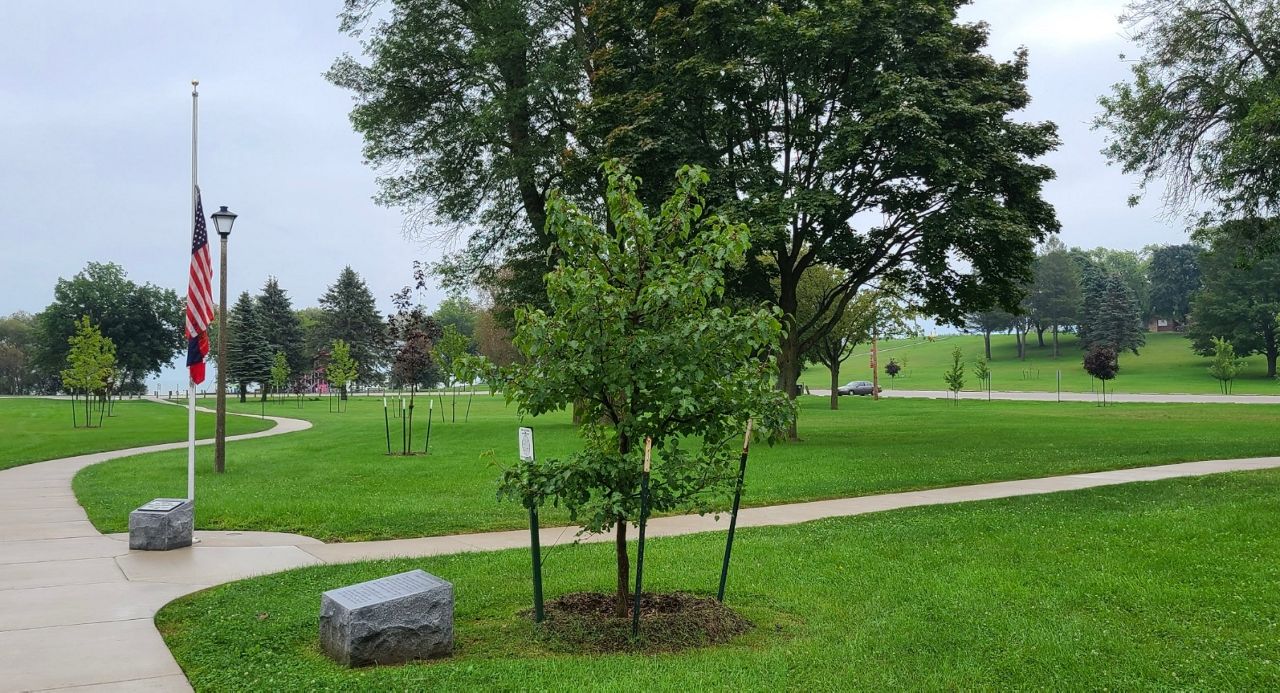 Survivor Tree seedling arrives in Avon Lake – Morning Journal