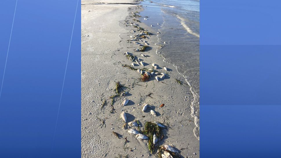 Submitted via our Spectrum Bay News 9 app: Dead fish have washed ashore near the Don Cesar on St. Pete Beach. (Mary Lou, viewer)