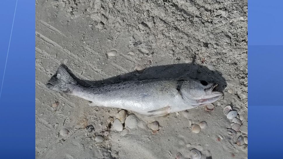 Dead fish have washed ashore near the Don Cesar on St. Pete Beach. (Shelley Vickery, Director of Birds in Helping Hands)