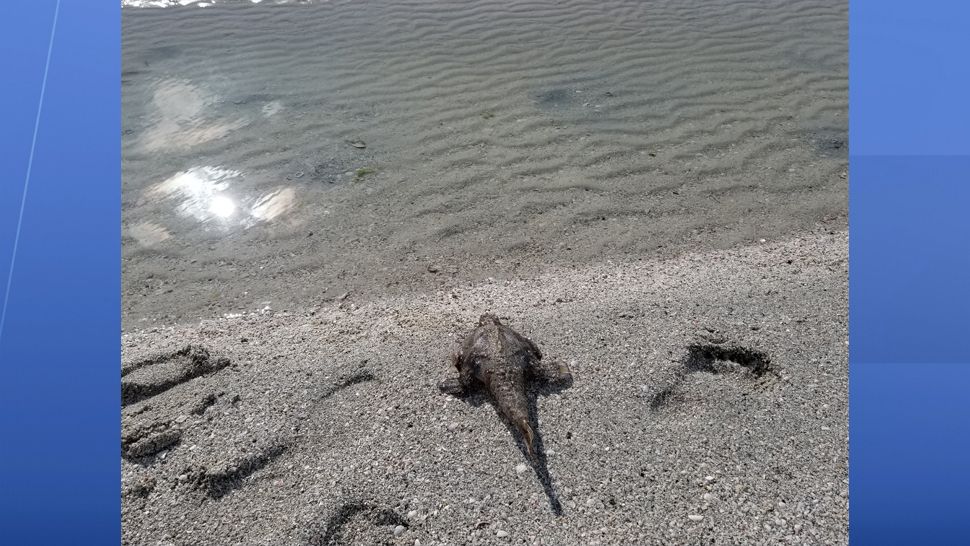 Residents along the Bay have been dealing with red tide issues at the beach for weeks. (Trevor Pettiford, Spectrum Bay News 9)