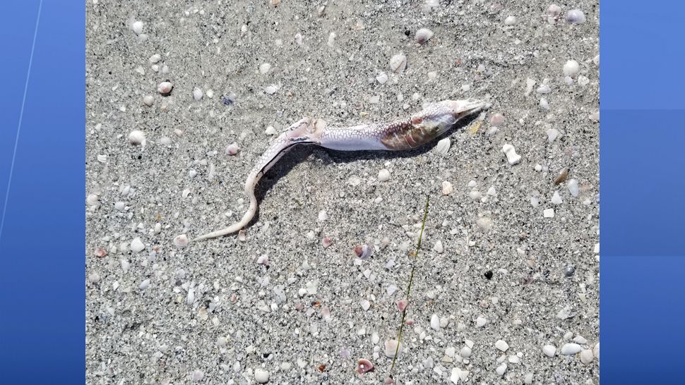 Dead fish have washed ashore near the Don Cesar on St. Pete Beach. (Shelley Vickery, Director of Birds in Helping Hands)