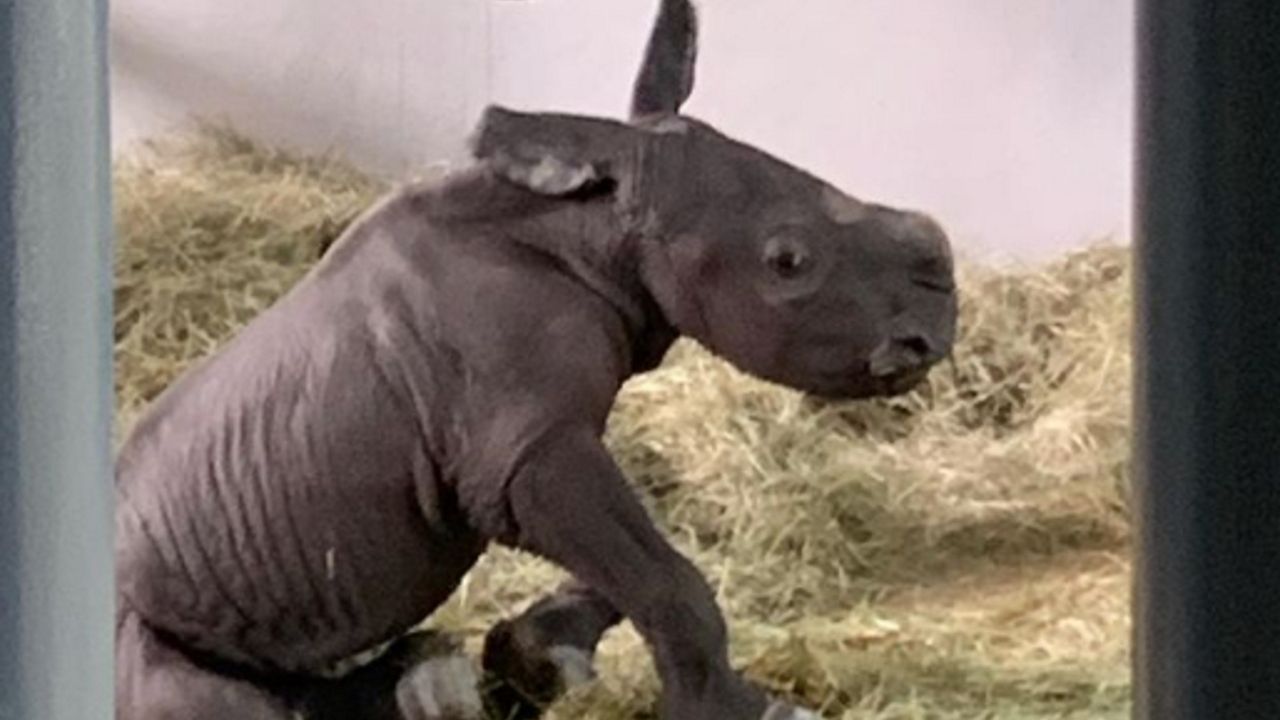 A white rhino calf was born Sept. 8, 2021, at Disney's Animal Kingdom. (Dr. Mark Penning/Instagram)