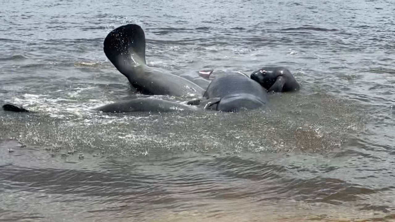 Fwc Stay Away From Mating Manatees 9587