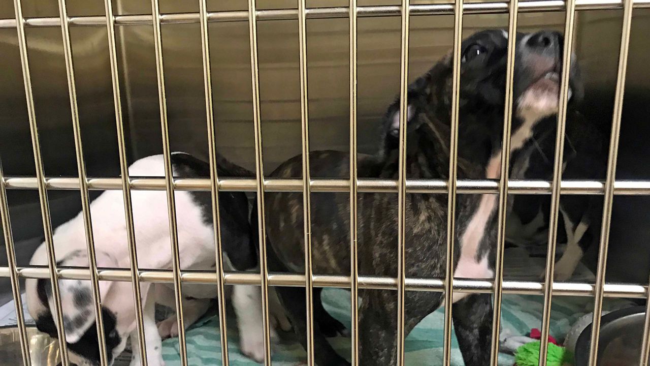 “Borrowed Buddies” Allowing Test Runs with Shelter Dogs