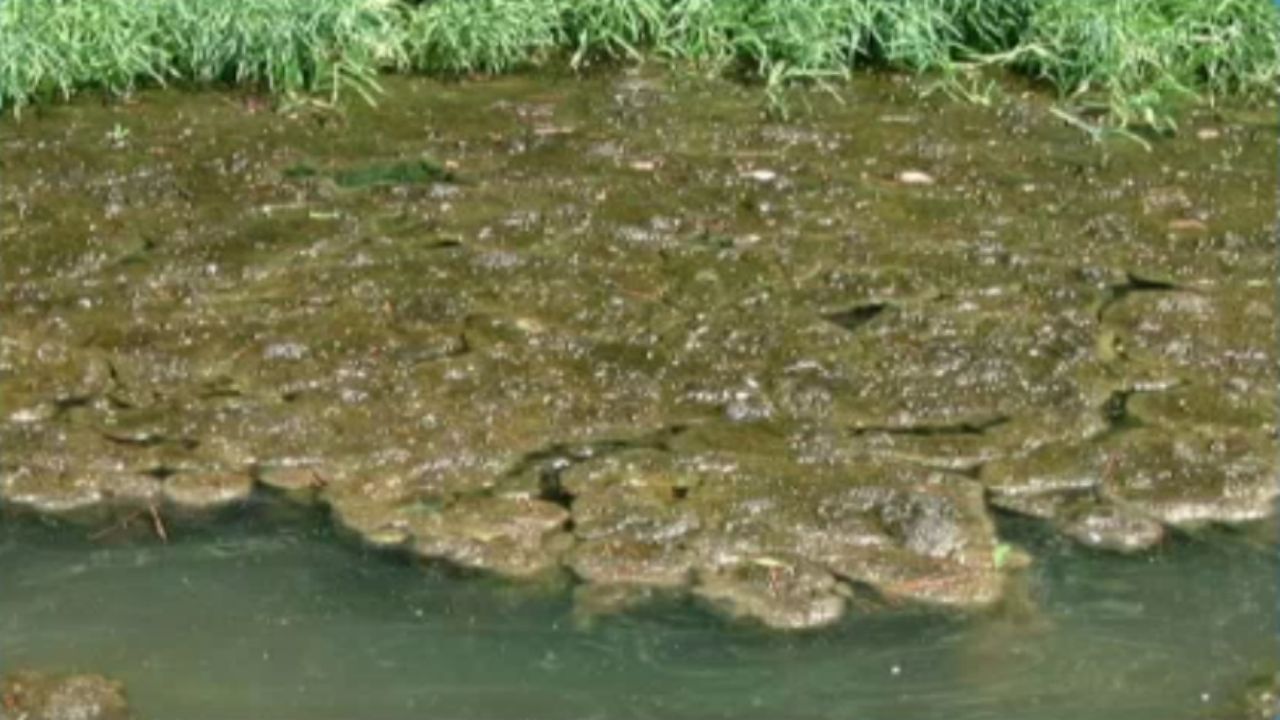 image of algae
