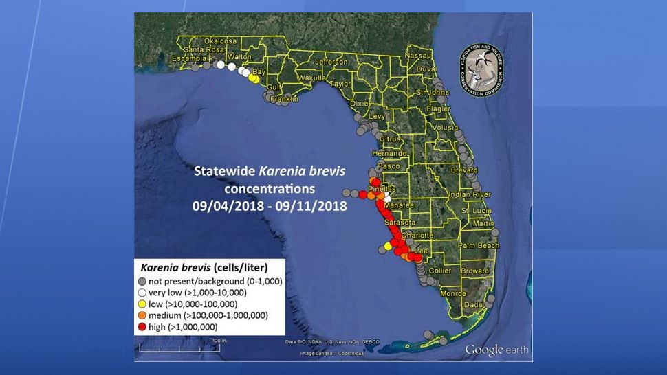 A new red tide report indicates the toxic algae bloom persists along 125 miles of the Florida west coast from Pinellas County to Lee County. (FWC)