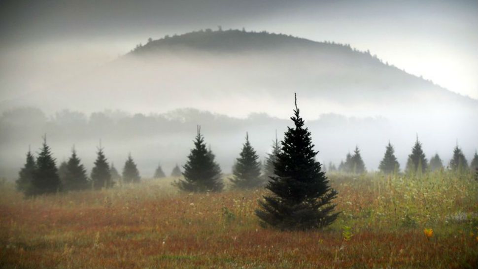 FILE- In this Sept. 27, 2017, file photo fog drifts through a Christmas tree farm near Starks Mountain in Fryeburg, Maine. Amazon plans to sell and ship fresh, full-size Christmas trees this year. They’ll go on sale in November and be sent within 10 days of being cut. Amazon says they should survive the shipping fine. (AP Photo/Robert F. Bukaty, File)