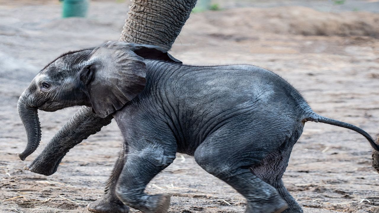 Download Top Three Names For Baby Elephant Chosen