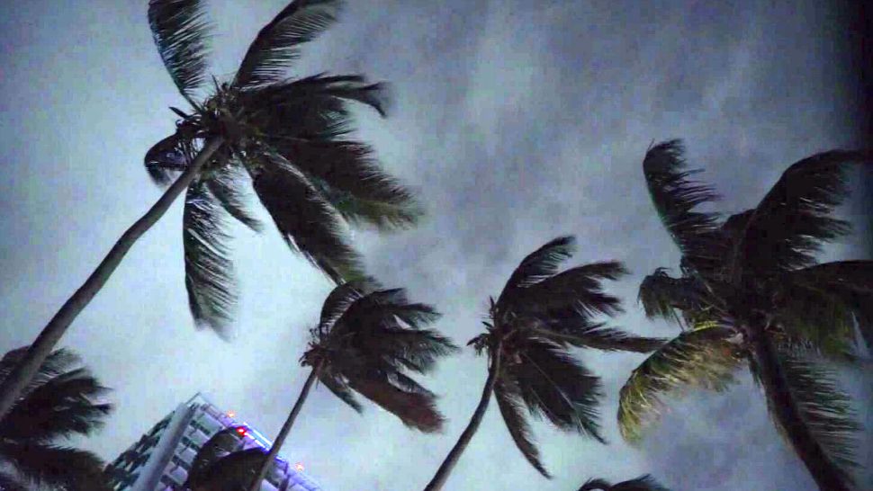High winds batter palm trees. (File)