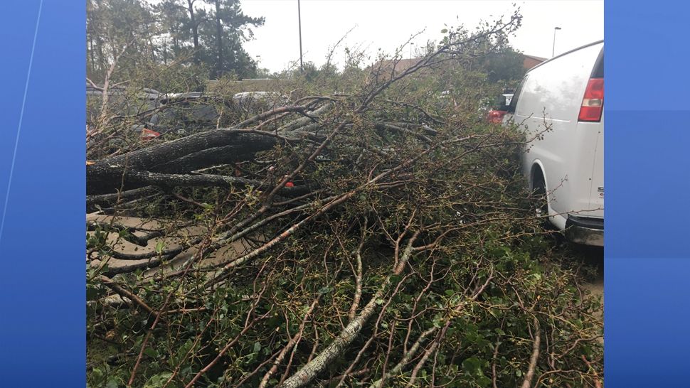 Uprooted trees in Wilmington from Hurricane Florence. (Lauren Verno, staff)